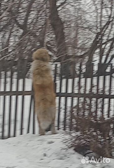 Московская сторажевая овчарка