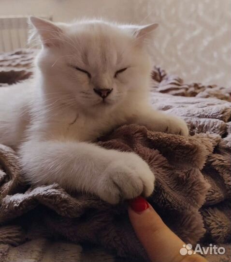 Серебристая шиншилла колор-поинт