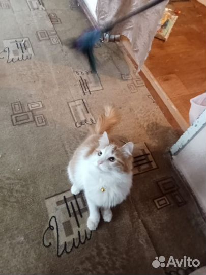 Отдаются котик и кошечка