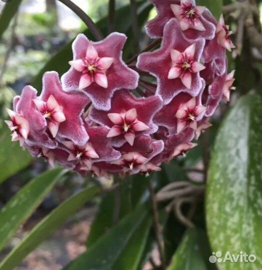 Хойя пубикаликс/hoya pubicalyx splash