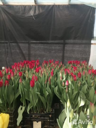 Тюльпаны опт к сезону 2024г