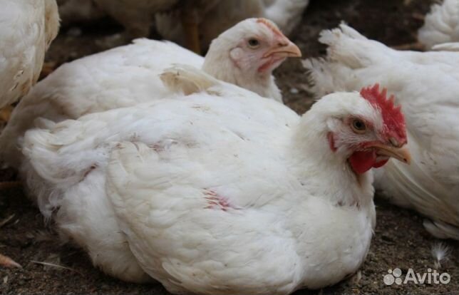 Мясо домашних кур броллеров, уток