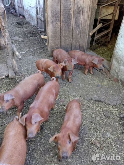 Поросята