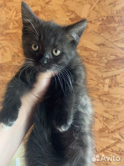 Котята отдам в добрые руки бесплатно