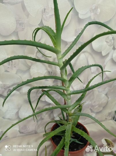 Алоэ лечебный