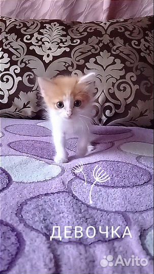 Кошка в дар бесплатно