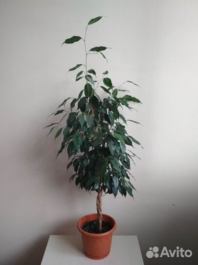 Фикус Бенджамина