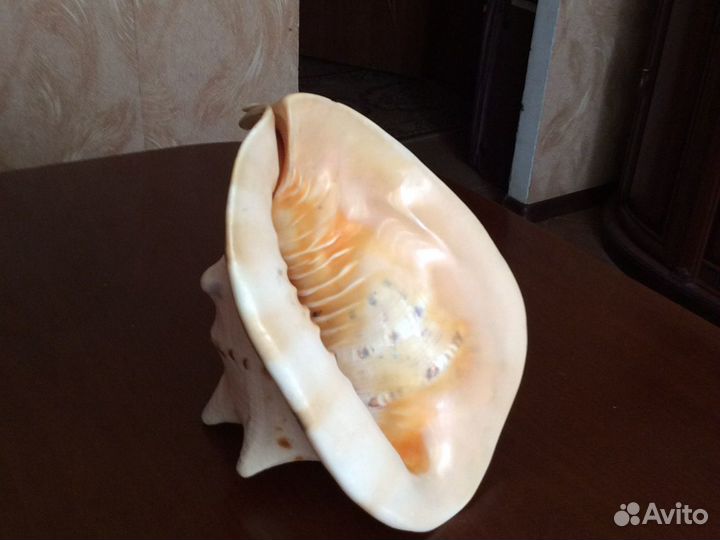 Большая морская раковина