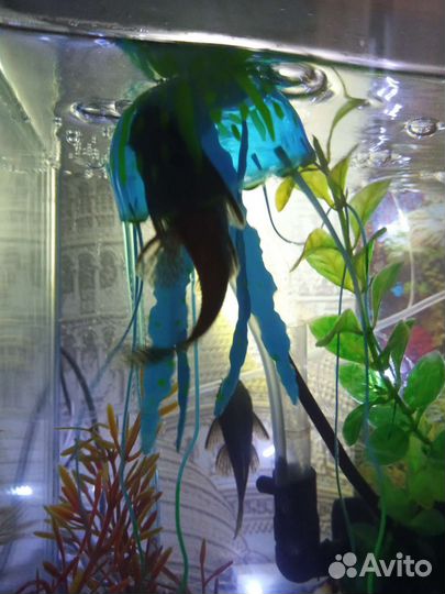 Рыбки аквариумные