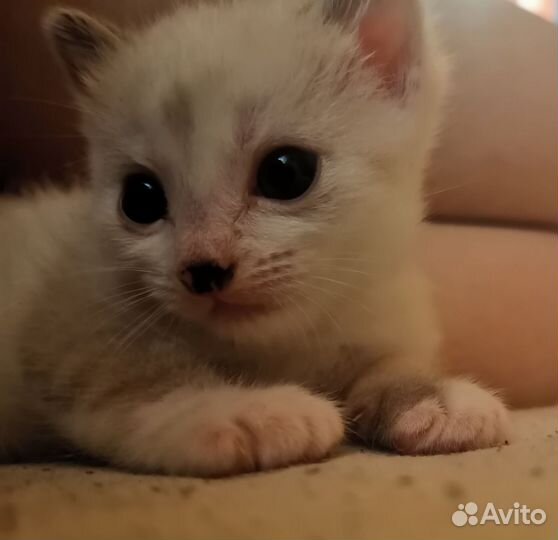 Котенок 1 месяц