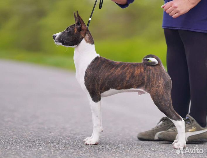 Щенки басенджи