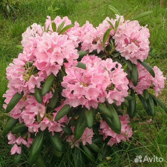 Рододендрон