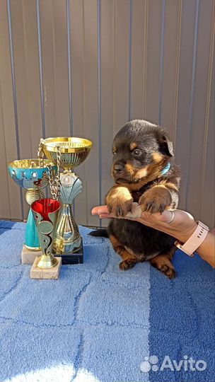 Щенки ротвейлера