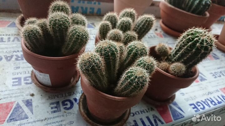 Кактус Сургут