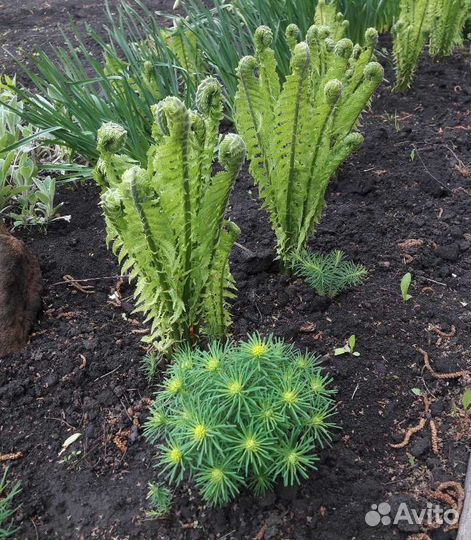 Многолетние Цветы для сада