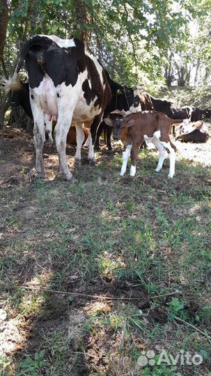 Продам стадо коров
