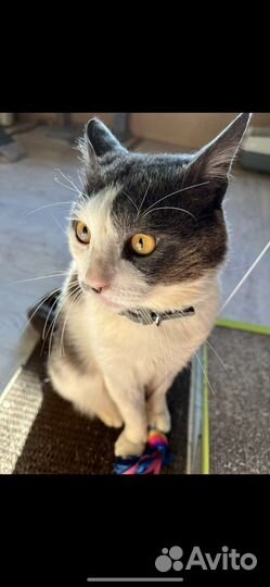 Котик Томас ищет дом