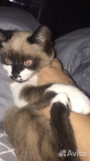 Кошка