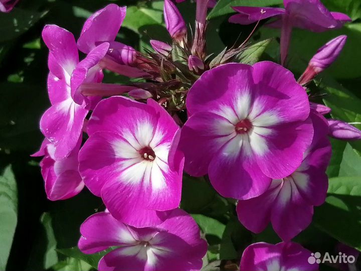 Флоксы сортовые