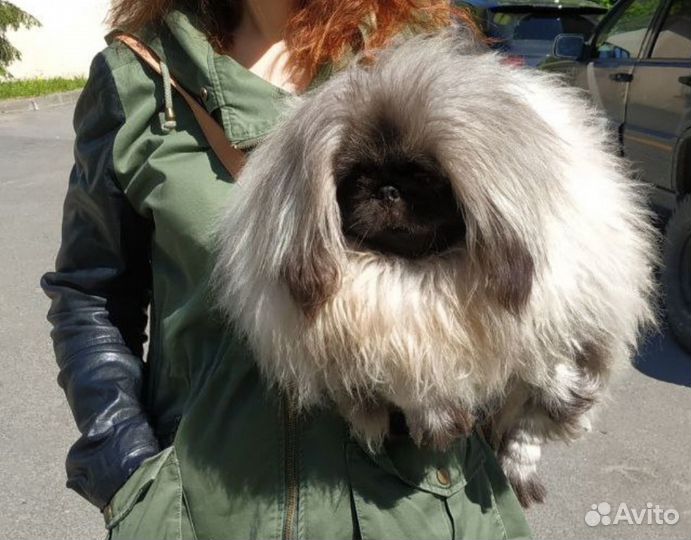 Пекинес вязка