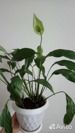 Спатифиллум купидо обычный