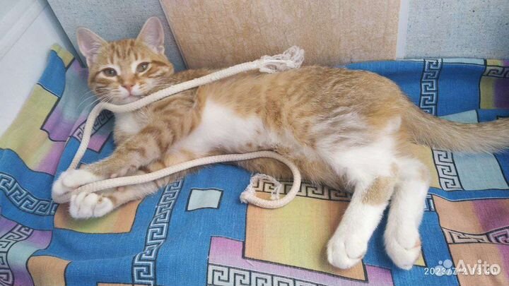 Рыжий котенок в добрые руки