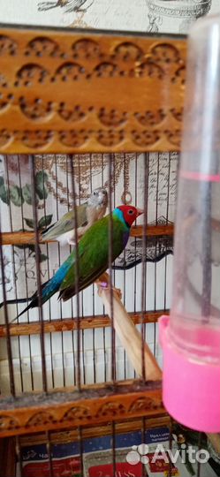 Гульдовы амодины молодые