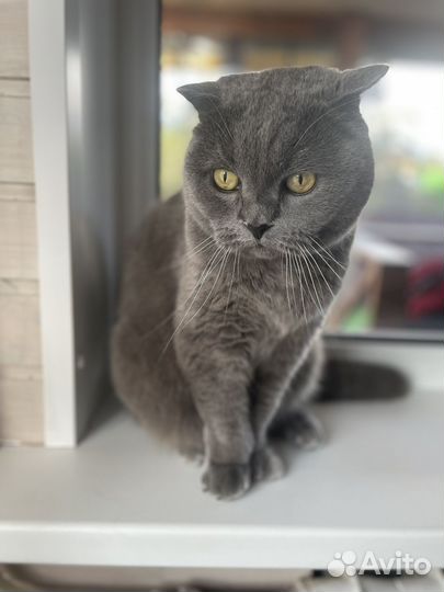 Британский кот