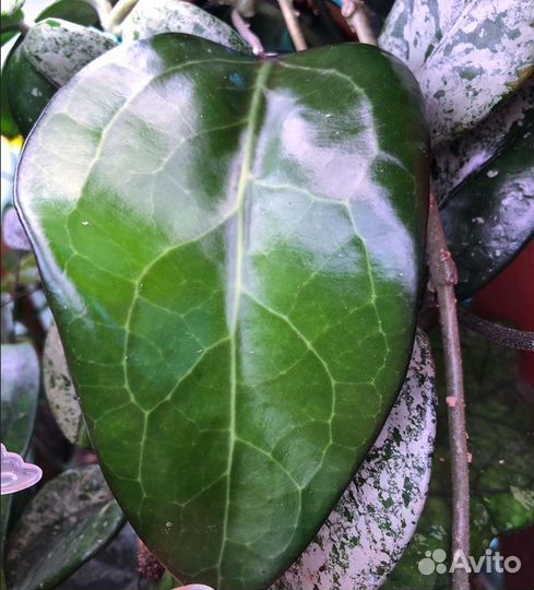 Хойя - Сортовые Редкие Хойи #2 - Срезка