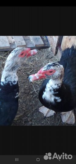 Продам индоуток , селезни 1300 , уточки 700