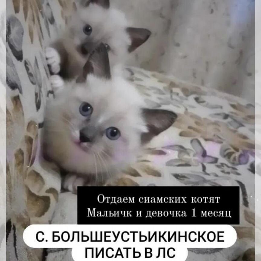 Отдаём сиамских котят