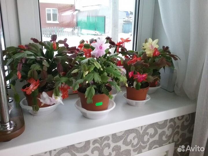 Декабрист Шлюмбергера