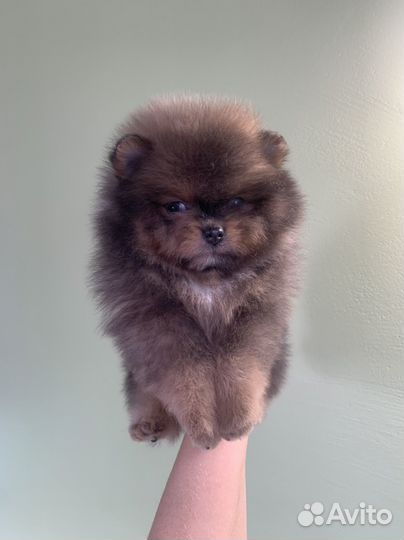 Шпиц рыжий бурундучок