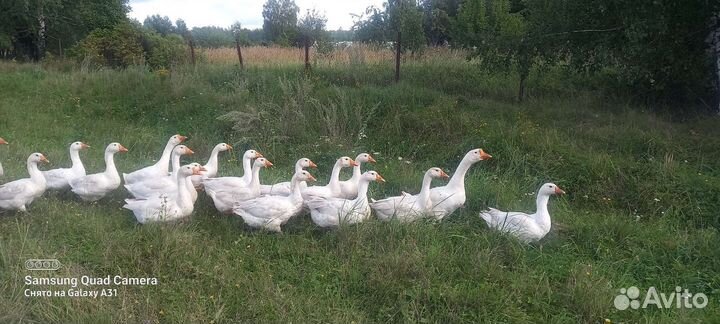 Гуси
