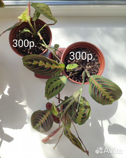 Маранта, комнатные растения