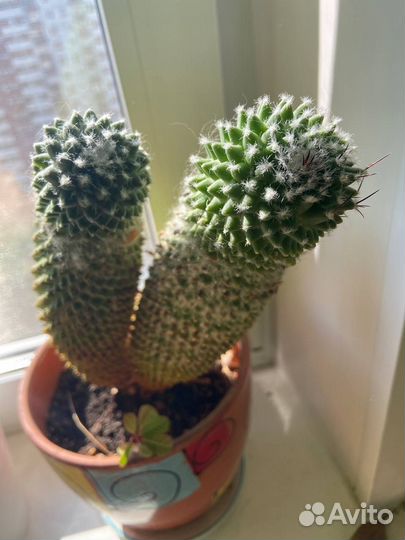 Кактусы большие