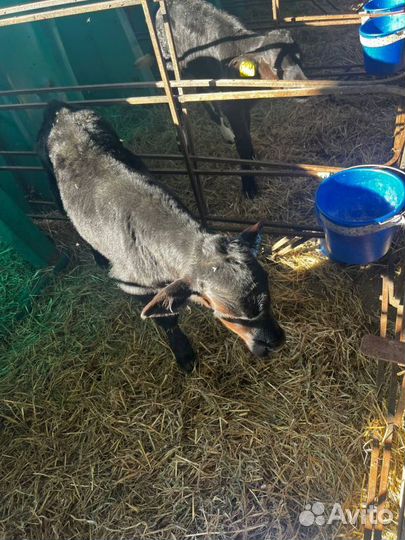 Телята бычки скот с доставкой до двора