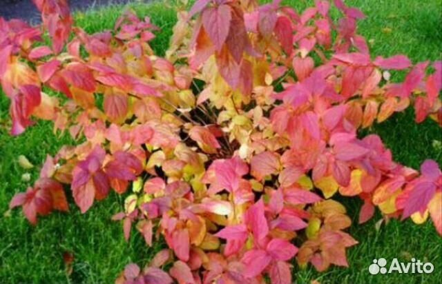 Гортензии и другие кустарники