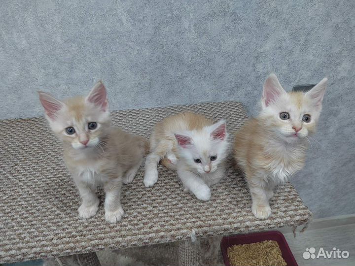Котята мейн-кун