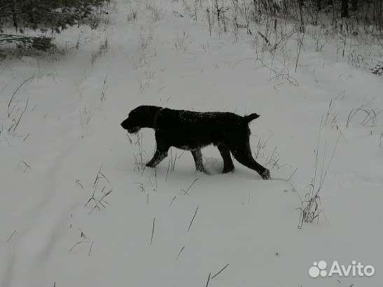 Дратхаар для вязки