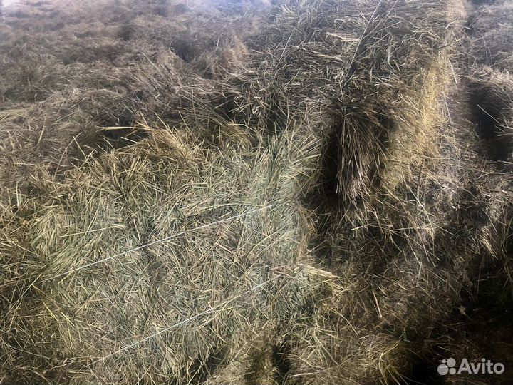 Сено 15-25 кг. в квадратных тюках