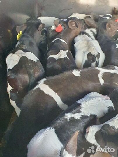 Бычки телки