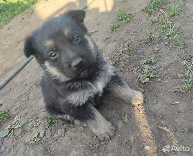 Щенки овчарки