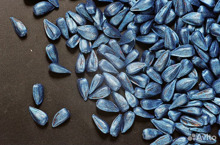 Семена подсолнечника 7 расс