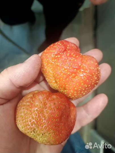 Рассада клубники