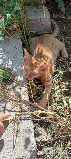 Европейская