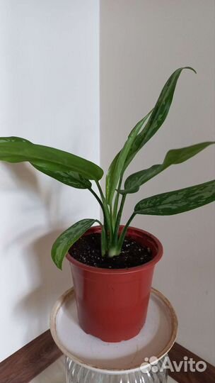 Аглаонема Мария Анна