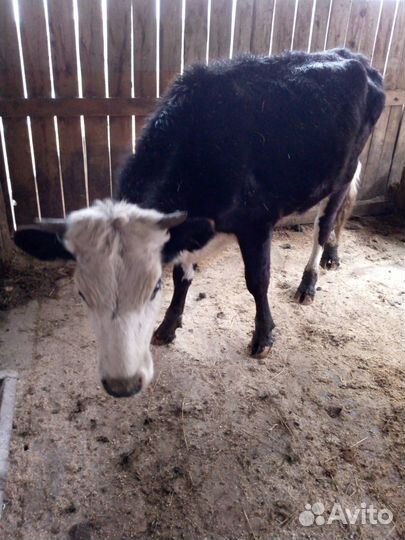 Продам коров