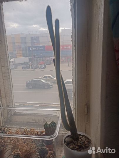 Кактусы
