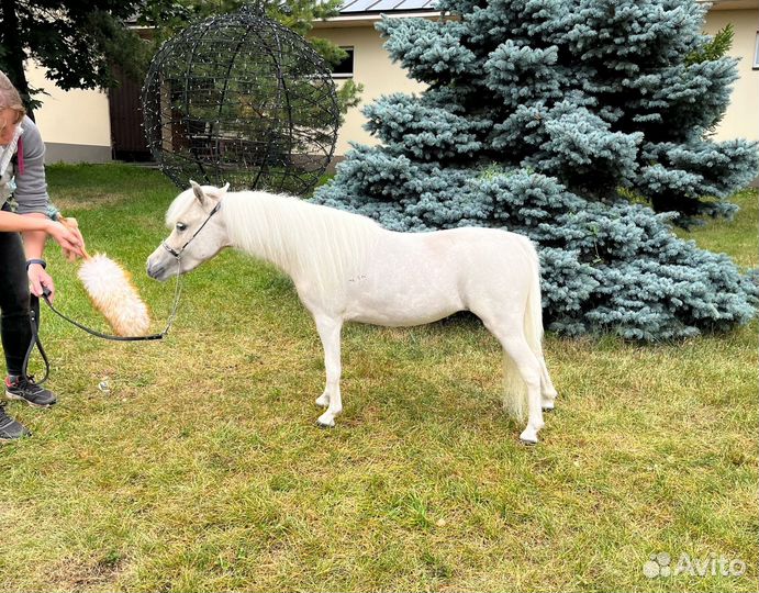 Американская мини лошадь/мини пони,соловая кобылка